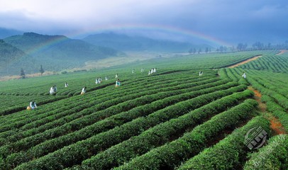 看赤壁如何推动茶产业高质量发展 ② | 一块茶砖能有多重?