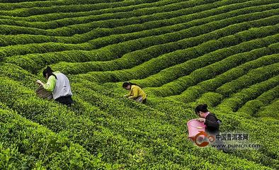 藏茶行业的龙头:雅安茶厂